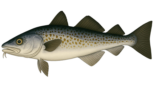 Pacific cod - Fishing Baron game