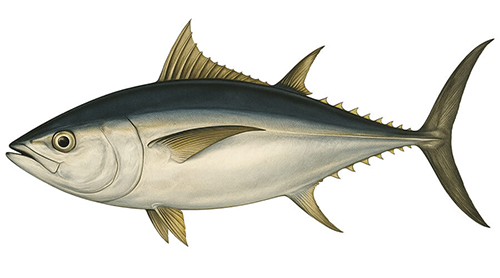 Bigeye tuna - Fishing Baron game