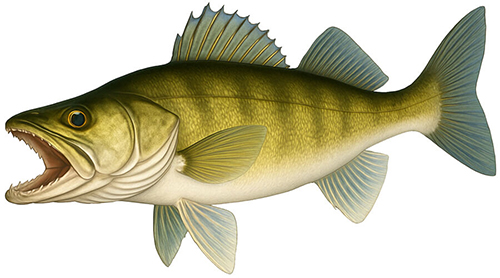Walleye - Fishing Baron game