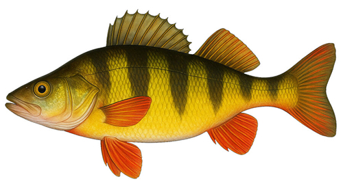 Yellow Perch - Fishing Baron game