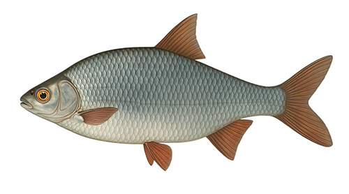 Common roach - Fishing Baron game
