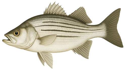 White Bass - Fishing Baron game