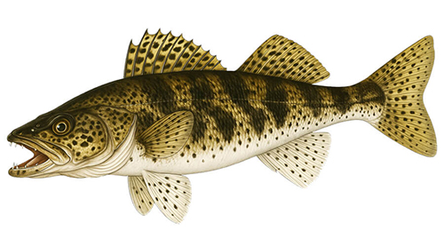 Sauger - Fishing Baron game