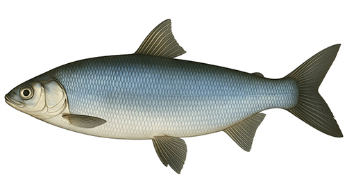 Lake Whitefish - Fishing Baron game