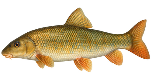 White Sucker - Fishing Baron game