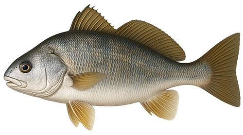 Freshwater Drum - Fishing Baron game