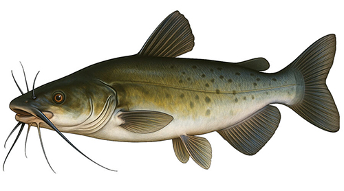 Channel Catfish - Fishing Baron game