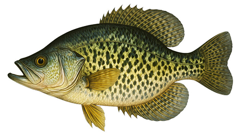 Black Crappie - Fishing Baron game