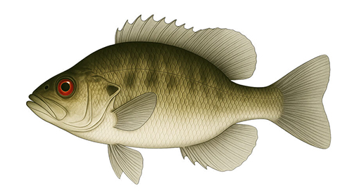 Rock Bass - Fishing Baron game
