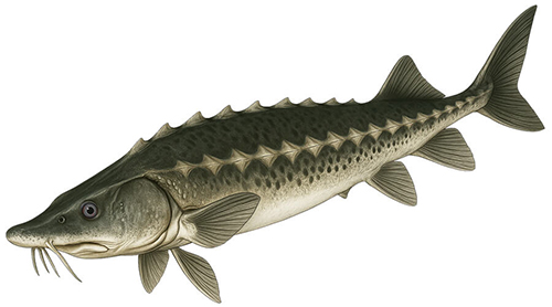 Lake Sturgeon - Fishing Baron game