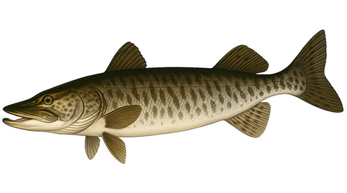 Muskellunge - Fishing Baron game