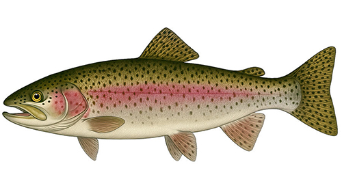 Rainbow Trout - Fishing Baron game