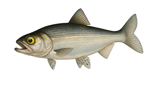Goldeye - Fishing Baron game