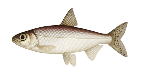 Lake Cisco - Fishing Baron game