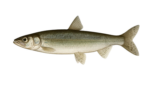 Rainbow Smelt - Fishing Baron game