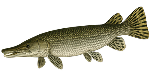 Alligator Gar - Fishing Baron game