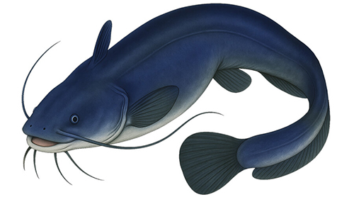 Blue Catfish - Fishing Baron game