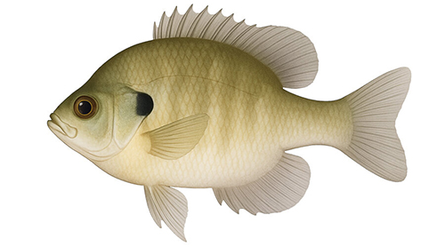 Bluegill - Fishing Baron game
