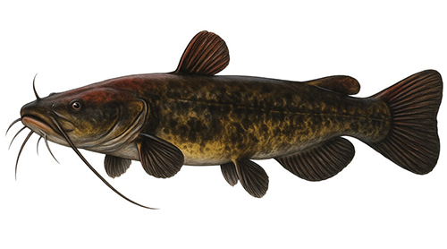 Flathead Catfish - Fishing Baron game