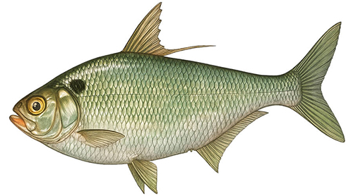 Gizzard Shad - Fishing Baron game