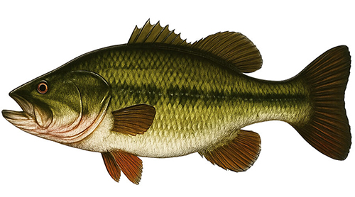 Largemouth Bass - Fishing Baron game
